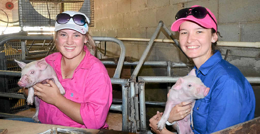 EXPERIENCE: Townsville veterinary students Maddie Caithness and Zoe O’Brien on work experience at the Milton and Hall farm at Allora.